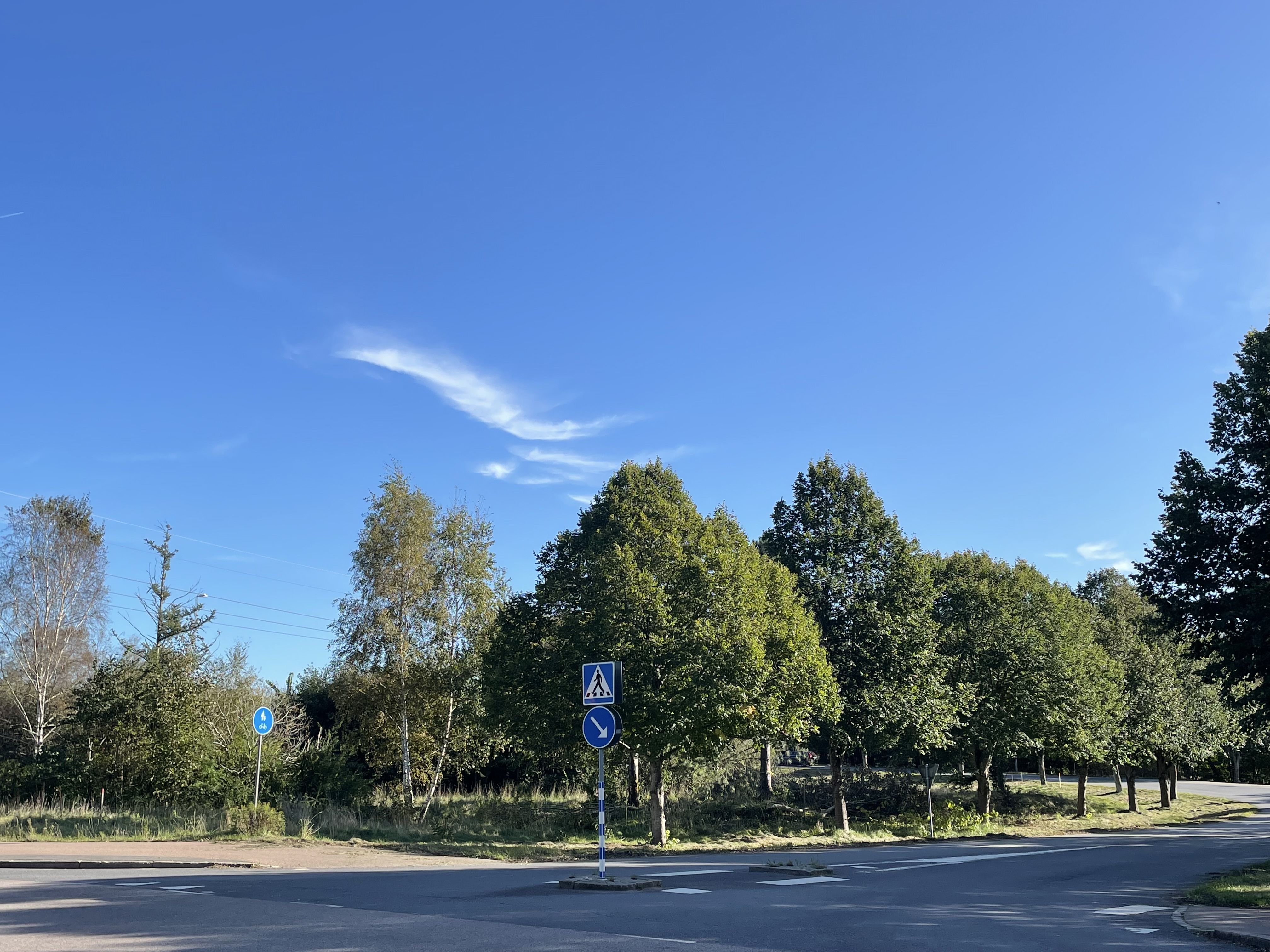 Lindar i Falkenberg som kommer flyttas längre in på den grönyta där de nu står.