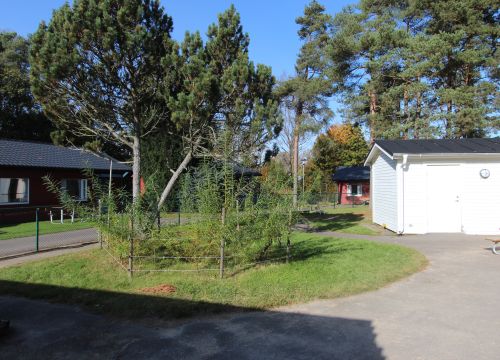 Gräsplätt med planterade träd